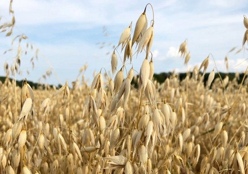 Biləsuvarda bu il vələmir sahələri 23 dəfədən çox artırılıb 