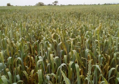 Biləsuvarda bəzi taxıl sahələrində pas xəstəlikləri müşahidə edilir
