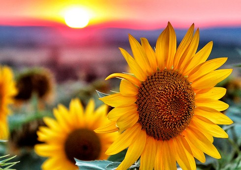 Biləsuvarda günəbaxan yığımı başlayıb, orta məhsuldarlıq ötənilkindən yüksəkdir