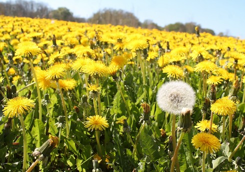 Biləsuvarda ilk dəfə olaraq yabanı zəfəran əkilib 