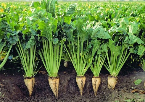 Biləsuvarda şəkər çuğunduru yığımı başlayıb, bu il məhsuldarlıq ötənilkindən çoxdur 