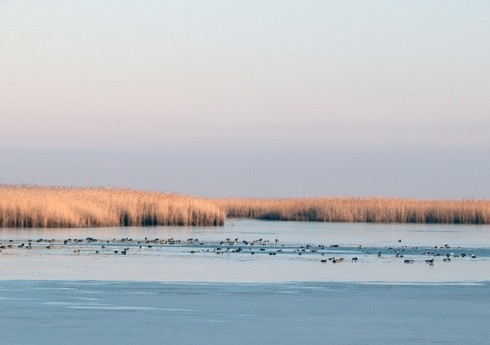 Biləsuvarda ovçuluq təsərrüfatında bu il köçəri quşların sayı 40-50 minə çatıb