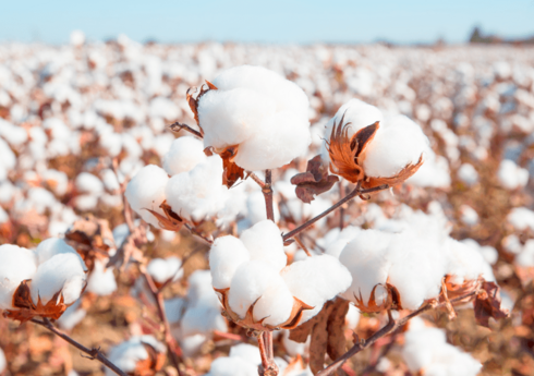 Biləsuvarda pambıq əsasən maşın vasitəsilə yığılacaq