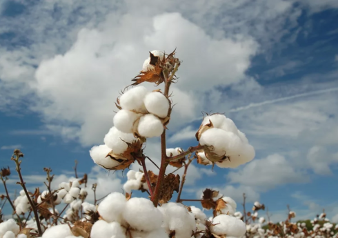 Biləsuvarda pambıq yığımı bir aya yaxın gecikəcək 