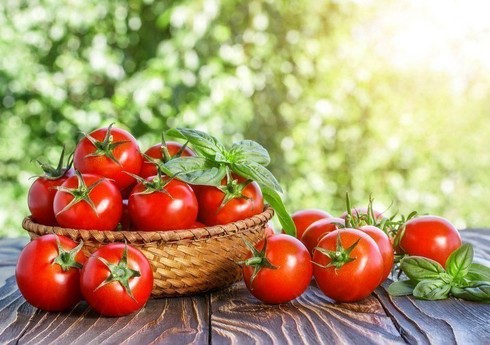 Biləsuvarda pomidorun məhsuldarlığı bu il 4 dəfəyə yaxın artıb