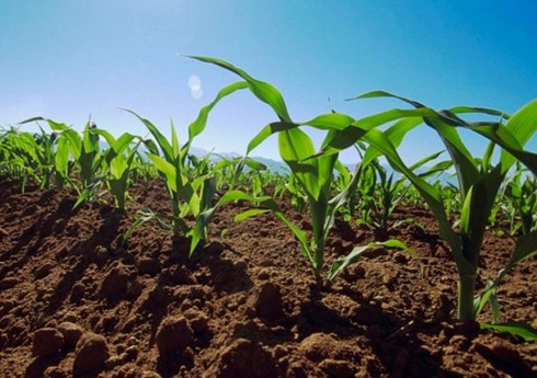 Biləsuvarda qarğıdalı sahələri iki dəfə artıb