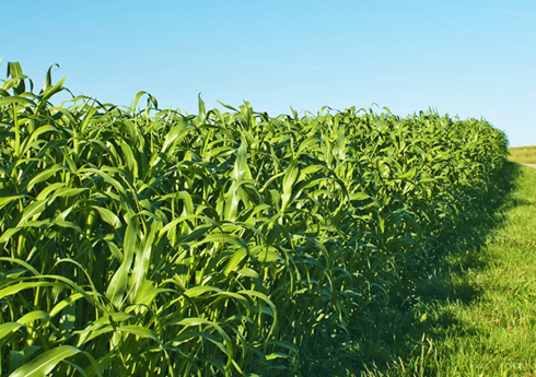 Biləsuvarda yem bitkilərinin sahəsi 3 min hektardan çox artırılıb