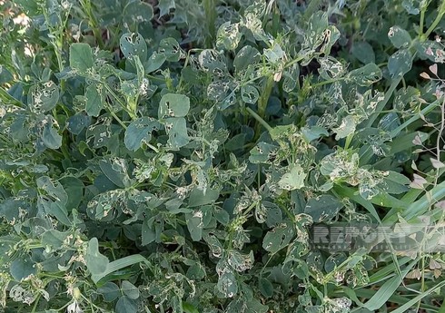 Biləsuvarda yonca sahələrinə zərərverici həşəratlar yayılıb Biləsuvarda yonca sahələrinə zərərverici həşəratlar yayılıb