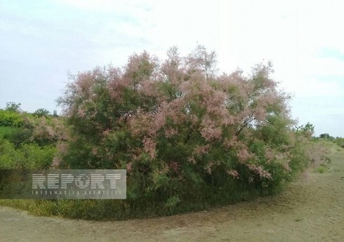 Bioloq: Yulğun kollarının şoranlaşmış ərazilərdə əkini oksigen bolluğuna səbəb ola bilər   