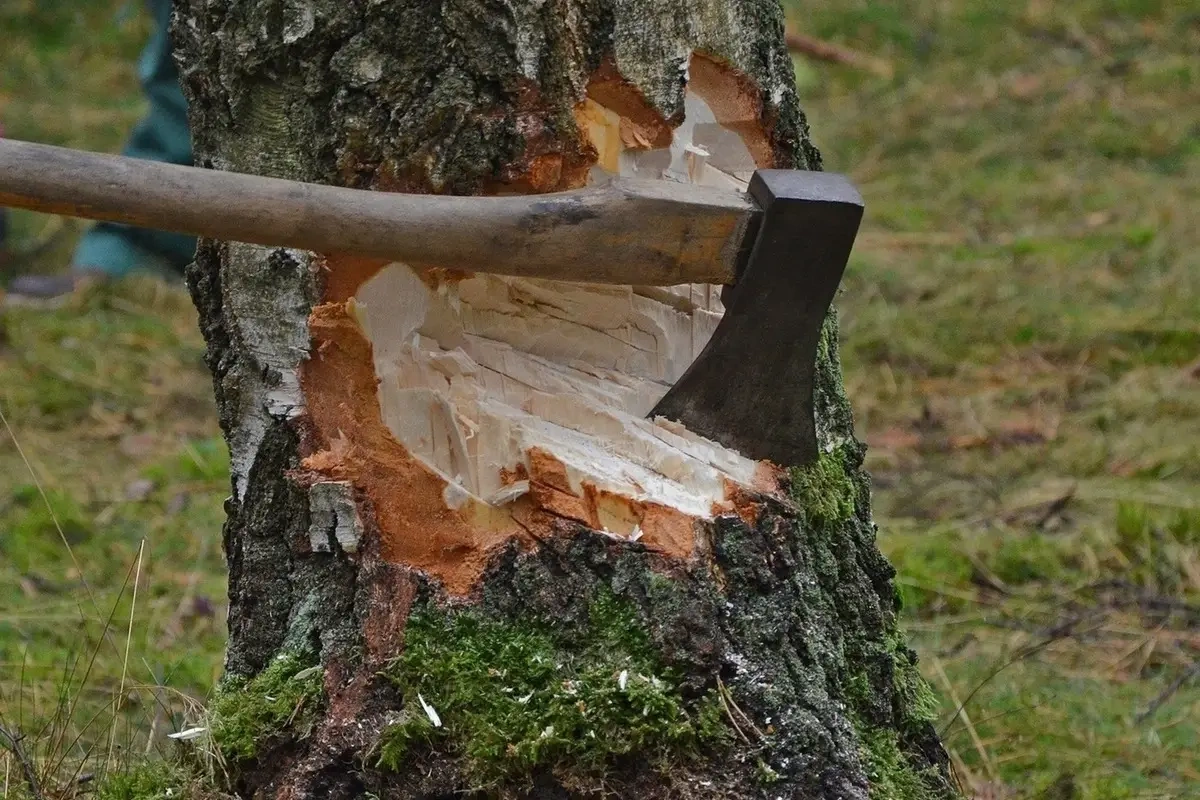 Bir çox ərazidə ağac və kollar qanunsuz kəsilib, təbiətə 191 min manatdan çox ziyan dəyib
