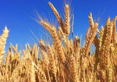 BMT taxıl sazişini 1 il müddətinə uzatmaq istəyir