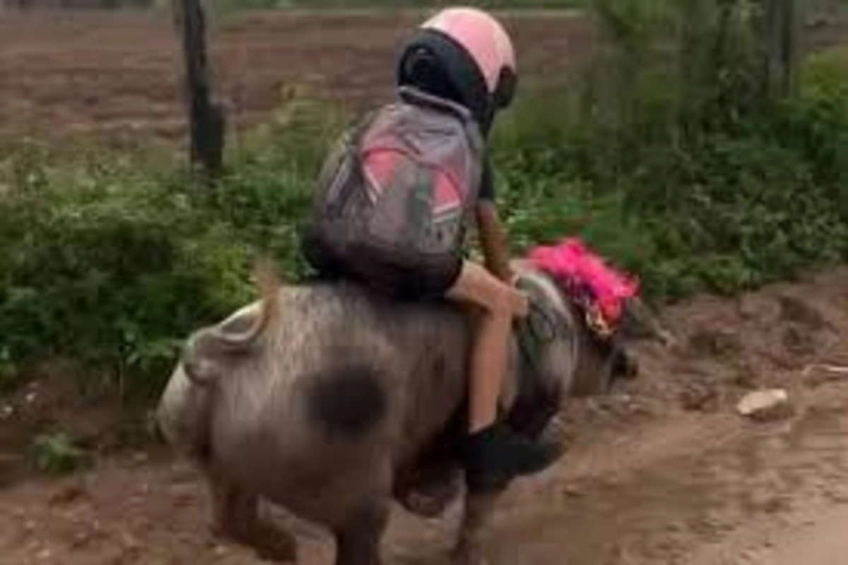 Braziliyada bir oğlan hər gün məktəbə donuza minib gəlir