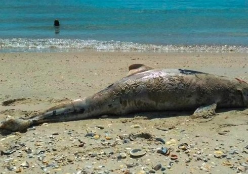 Braziliyada son bir həftədə yüzdən çox ölü delfin tapılıb