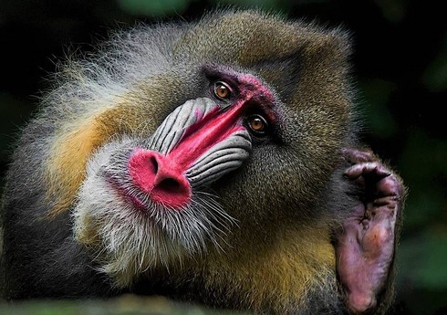 Bütün meymunları öldürən virus aşkarlanıb