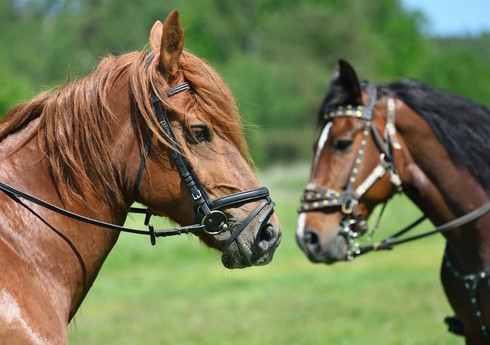 Bu il Azərbaycandan 1980 baş at ixrac olunub
