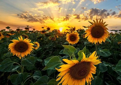 Bu il Cəlilabadda günəbaxan sahələri 30 faizə yaxın artırılıb 