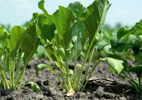 Bu il Cəlilabadda şəkər çuğunduru sahələri 50 dəfəyə yaxın artırılıb 