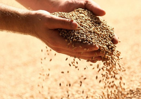 Bu il Qazaxda 11 445 hektar sahədə taxıl əkilib