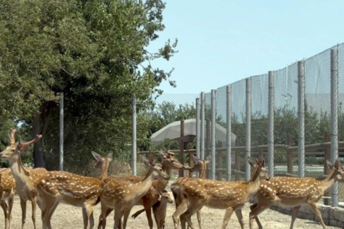 Buzovnada qanunsuz saxlanılan heyvanlar zooparka təhvil verilib