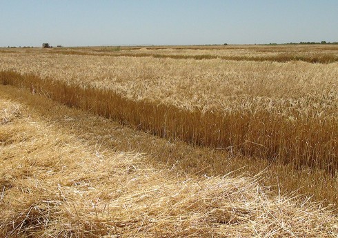 CAR “Taxıl sazişi”nin bərpası üçün Rusiyaya çağırış edib