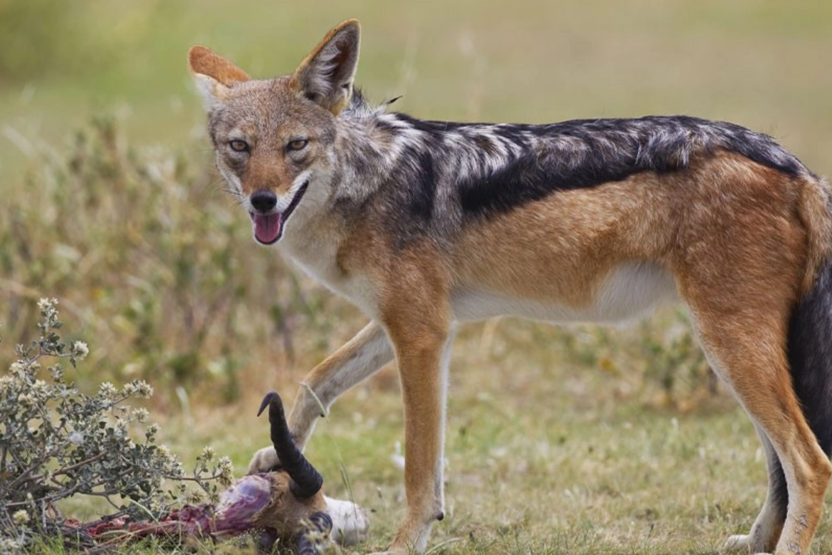 Cəlilabadda çaqqal hücumuna məruz qalan 3 nəfərin SON VƏZİYYƏTİ