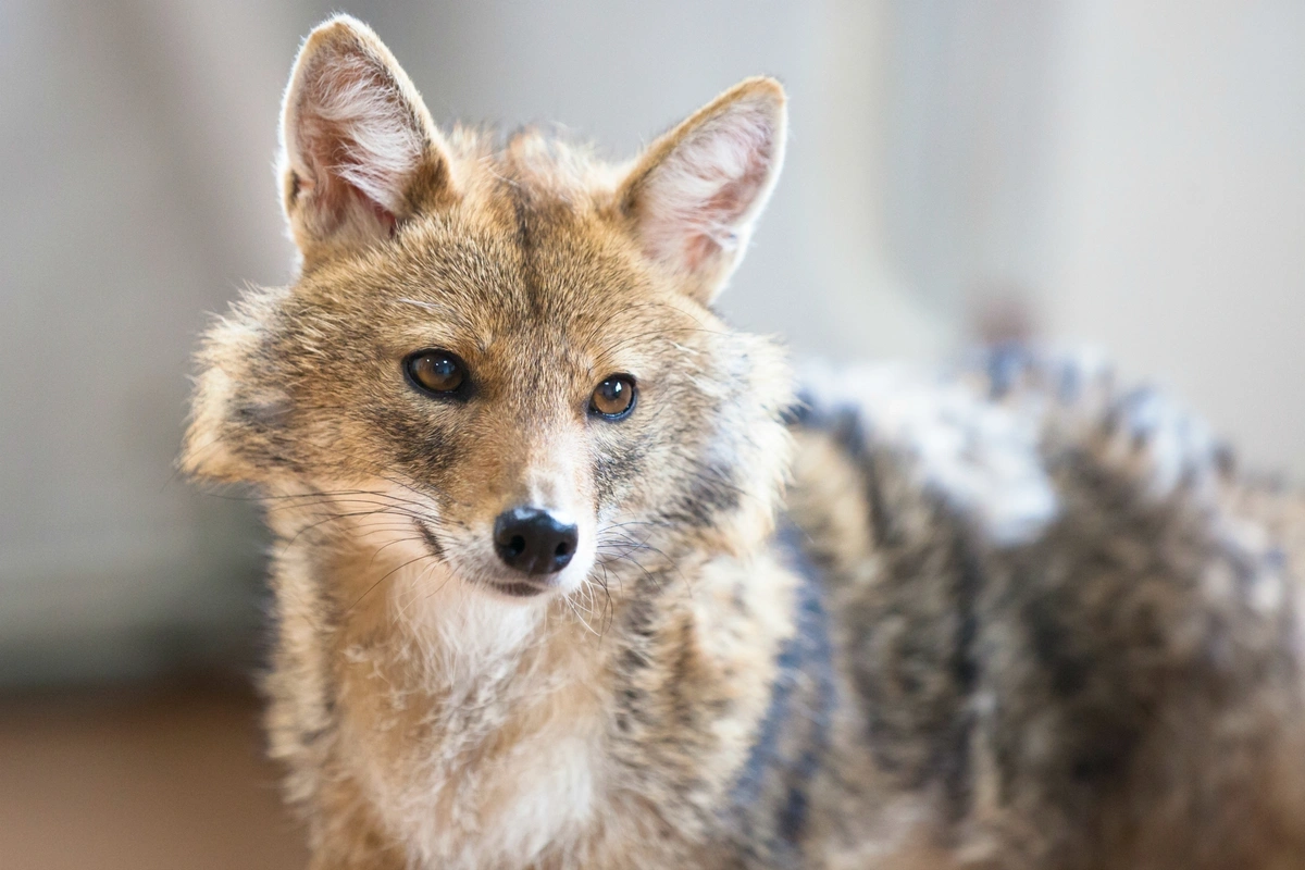 Cəlilabadda çaqqal hücumuna məruz qalan şəxslərin kimliyi məlum olub