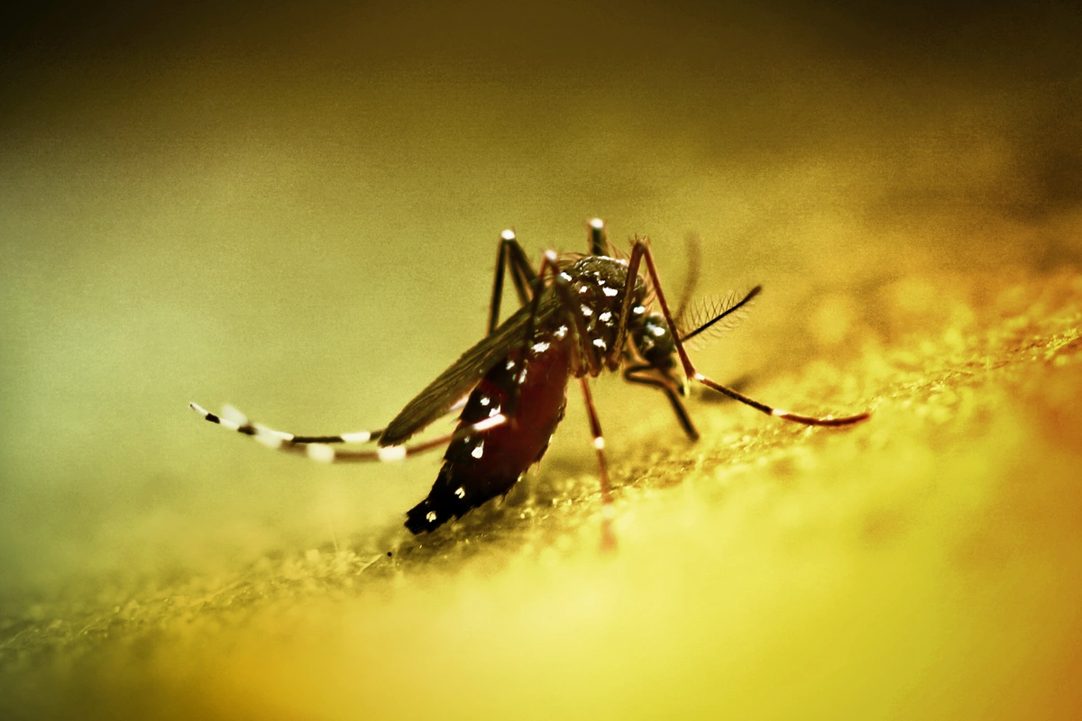Çində yeni virus YAYILIR
