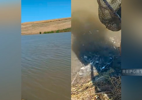 Cəlilabadda 13 minə yaxın körpə balıq suya buraxılıb 
