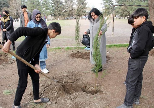 Cəlilabadda ağacəkmə aksiyası keçirilib