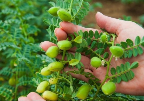 Cəlilabadda bu il noxud əkini aparılan sahələr xeyli artırılıb 