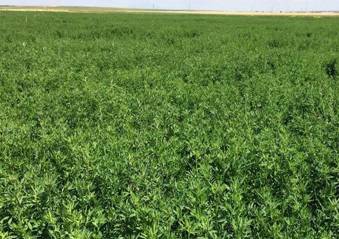 Cəlilabadda bu il yonca sahələri iki dəfəyə yaxın azalıb