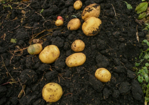 Cəlilabadda kartof sahələri yarıya qədər azaldılıb 