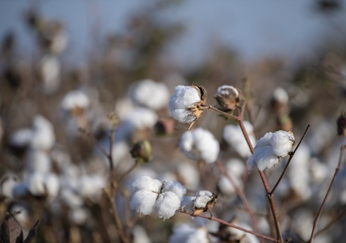 Cəlilabadda pambıq yığımı başlayıb, məhsuldarlığın ötən ilə nisbətən artacağı proqnozlaşdırılır 