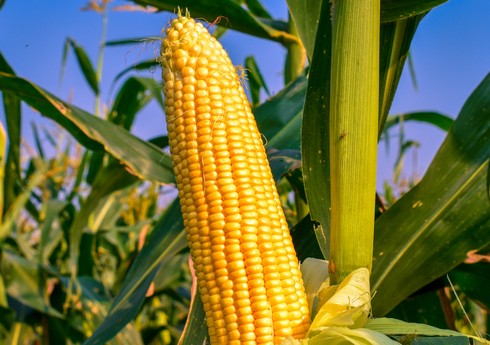 Cəlilabadda qarğıdalı yığımı yekunlaşıb