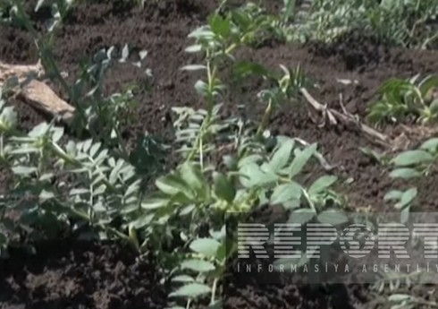Cəlilabadda rekord həddə paxlalı bitki əkilib, amma suvarmada problemlər yaranıb