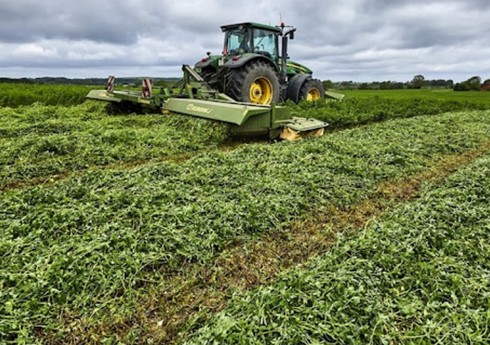 Cəlilabadda yoncanın məhsuldarlığı azalıb