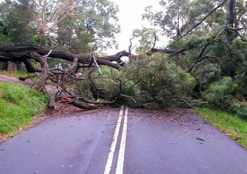 Daşkəsəndə iri gövdəli ağac yola aşıb, tıxac yaranıb