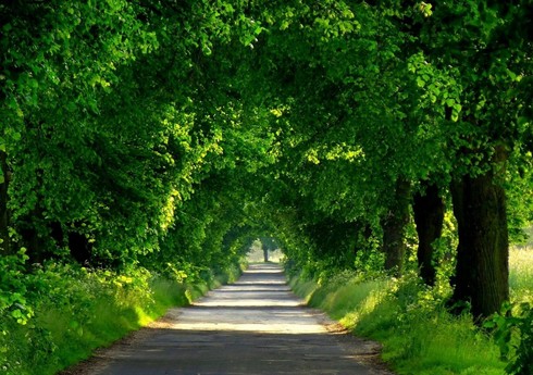 Dövlət Agentliyinin sədri: 