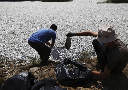 Egey dənizində təxminən 100 ton ölü balıq toplanıb