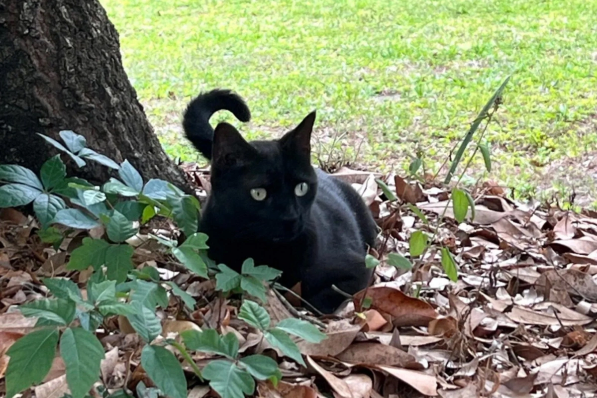 Ev pişiyi yeni virusun kəşfində rol oynayıb - ARAŞDIRMA