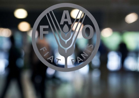 FAO: “Qlobal ərzaq məhsullarının qiymətləri 6 aydır ucuzlaşır”