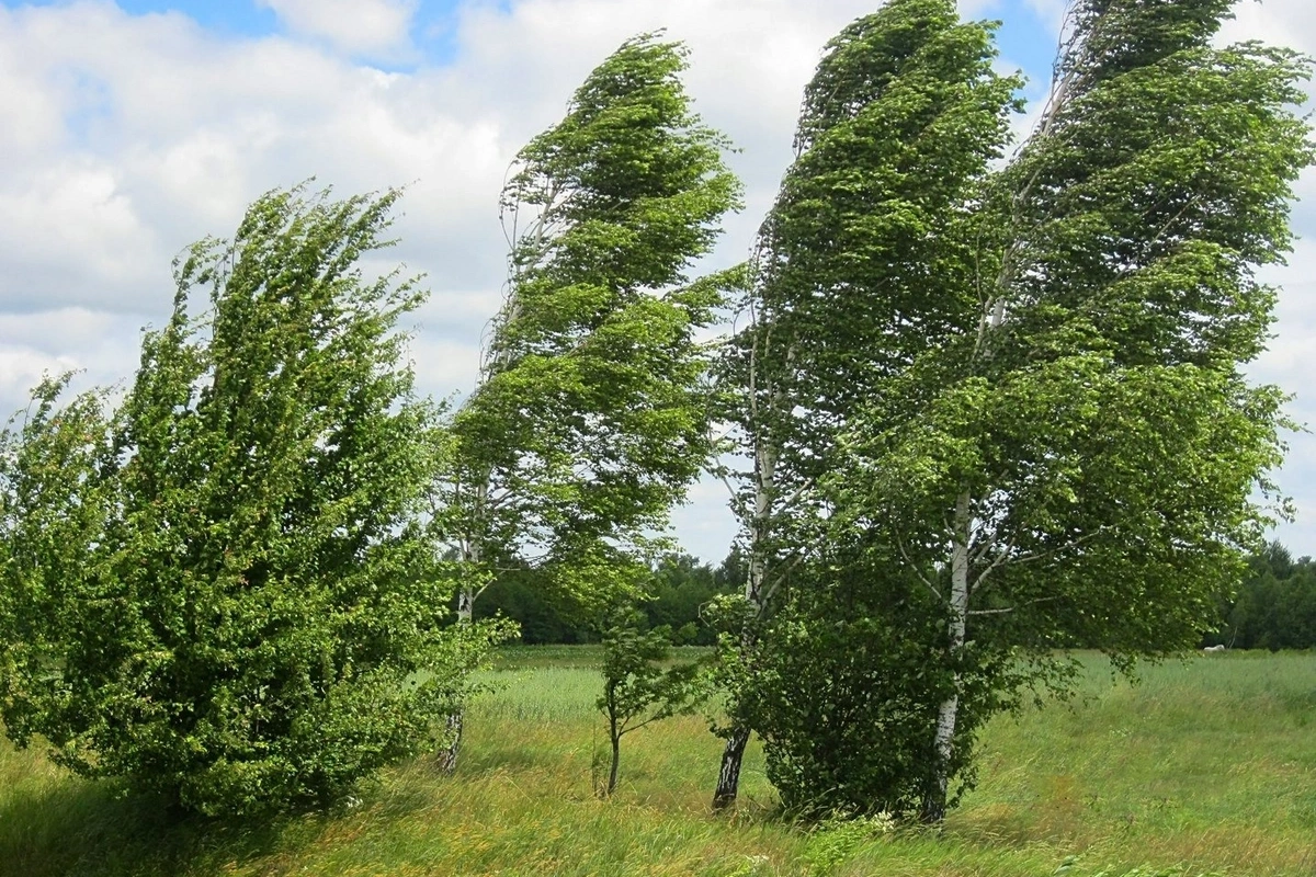 FHN gözlənilən küləkli hava şəraiti ilə əlaqədar əhaliyə müraciət edib