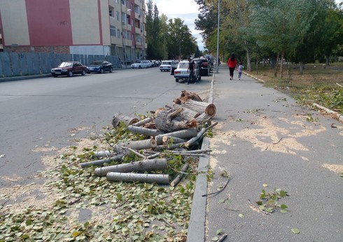 Güclü külək Mingəçevirdə fəsadlar törədib