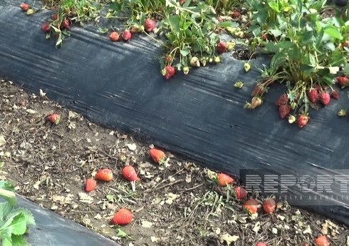 Güclü yağış, tufan və dolu Cəlilabadda çiyələk sahələrinə zərər vurub