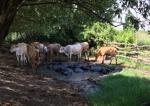 Gədəbəydə 46 min manatlıq inəklər oğurlanıb