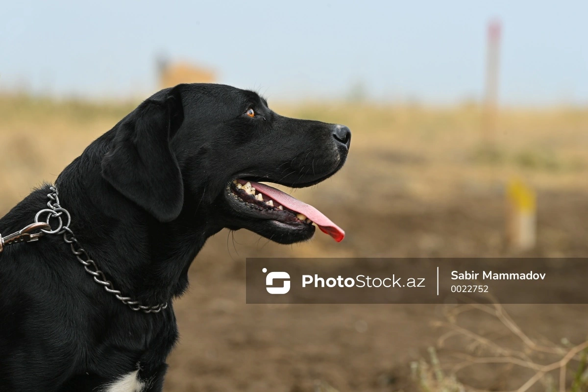 Gəncədə sahibsiz itlər qorxu saçır: Sakinlər narahatdırlar