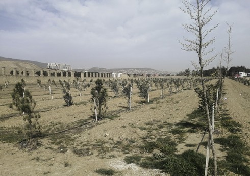 Gələn həftə payız ağac əkini ilə əlaqədar genişmiqyaslı yaşıllaşdırma işlərinə start veriləcək