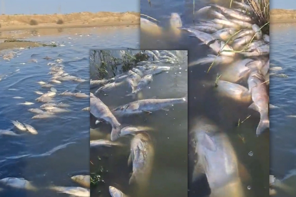 Göldə balıqların kütləvi ölümü ilə bağlı araşdırma aparılır - RƏSMİ