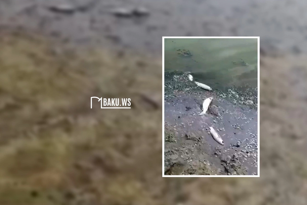 Göldə balıqların kütləvi ölümü ilə bağlı RƏSMİ AÇIQLAMA