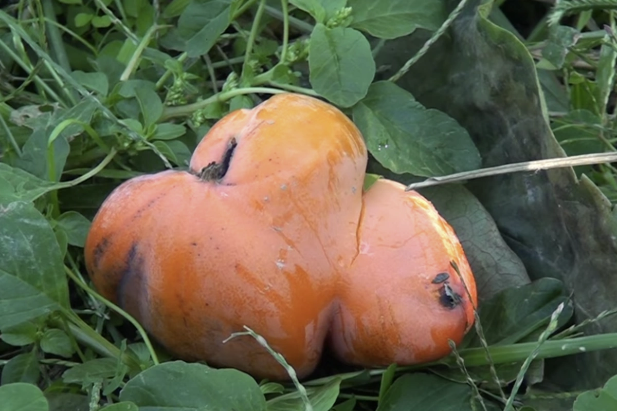 Göyçayda fermerlər narahatdır - Xurma qəribə formada yetişir